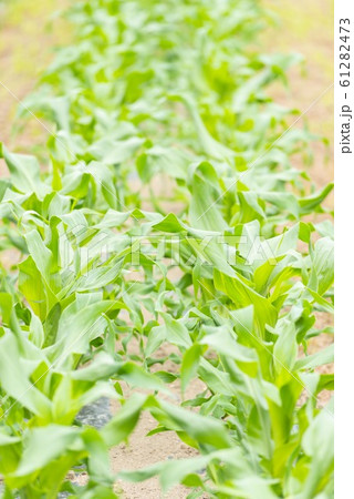 とうもろこし畑 61282473