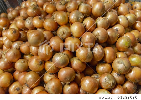 新鮮な玉ねぎのイメージ 61283030