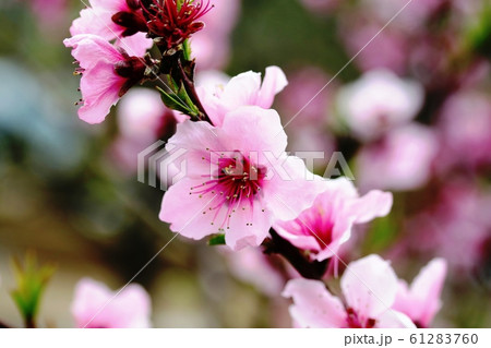 アーモンドの花 アーモンドの花 61283760