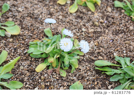 デイジーの花 61283776