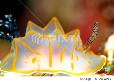 ウミウシ 61283895