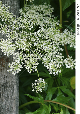 ホワイトレースフラワー 61284197