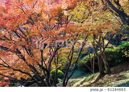 三景園もみじ1 61284663