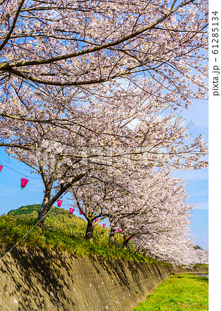 琴海戸根川の桜　【長崎市】 61285134