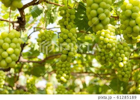 美味しいシャインマスカット 61285189