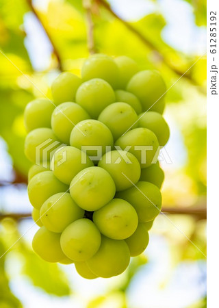 美味しいシャインマスカット 美味しいシャインマスカット 61285192