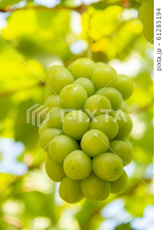 美味しいシャインマスカット 61285194