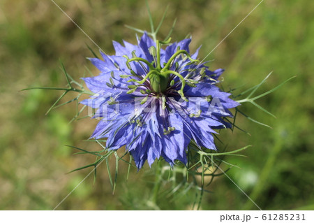 ニゲラの花 61285231