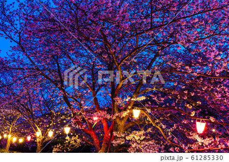 琴海戸根川の桜 夕景ライトアップ 【長崎市】 琴海戸根川の桜 夕景ライトアップ 【長崎市】 61285330