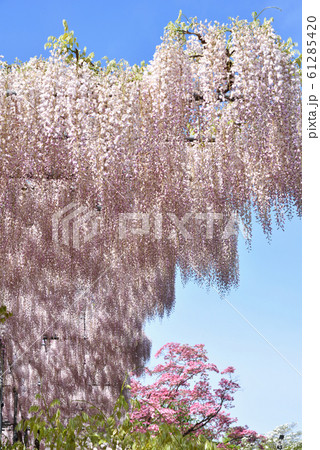 栃木県 足利フラワーパーク 満開の藤 栃木県 足利フラワーパーク 満開の藤 61285420