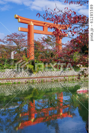京都　平安神宮の大鳥居と桜紅葉 61285589