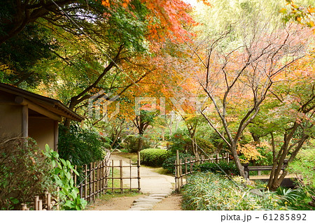 紅葉と小川 紅葉と小川 61285892