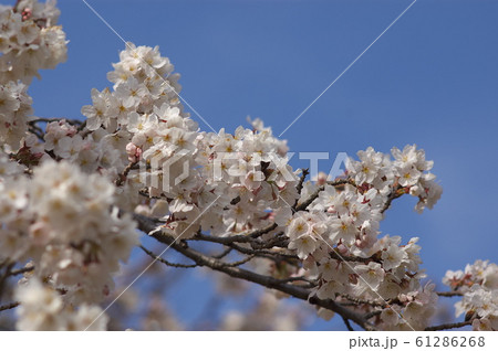 公園の桜の花（ソメイヨシノ） 61286268