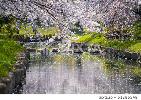 埼玉元荒川の桜並木 61286548