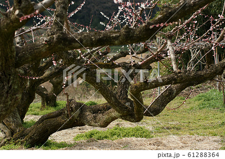 鳥取 四季の散歩 春 花 野花梅渓 鳥取 四季の散歩 春 花 野花梅渓 61288364