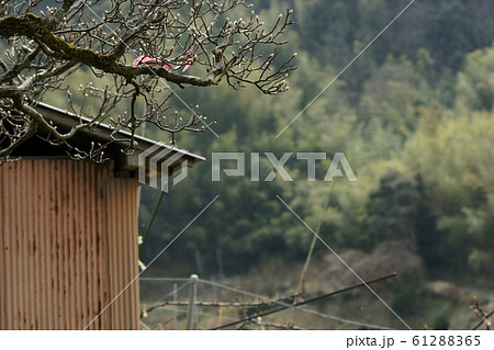 鳥取 四季の散歩 春 花 野花梅渓 鳥取 四季の散歩 春 花 野花梅渓 61288365