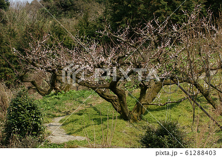 鳥取 四季の散歩 春 花 野花梅渓の写真素材