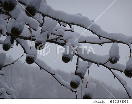 雪をかぶったスズカケの実２ 61288841