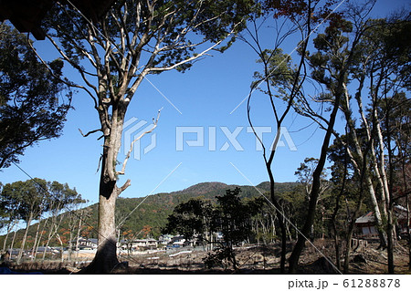 醍醐寺 醍醐寺 61288878
