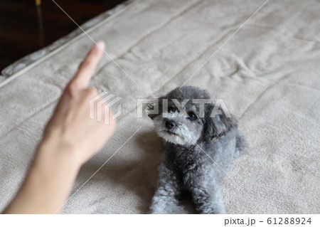 トイプードル しつけの写真素材 6124