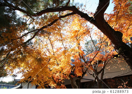醍醐寺 醍醐寺 61288973