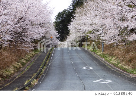 北山公園の桜 61289240