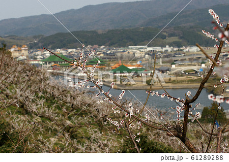 鳥取 四季の散歩 春 花 野花梅渓 鳥取 四季の散歩 春 花 野花梅渓 61289288