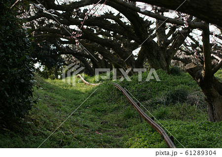 鳥取　四季の散歩　春　花　野花梅渓 61289304