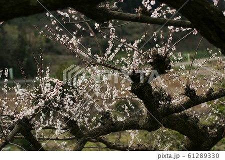 鳥取 四季の散歩 春 花 野花梅渓 鳥取 四季の散歩 春 花 野花梅渓 61289330