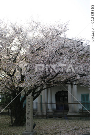 泉布観の桜 泉布観の桜 61289365