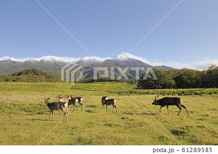 繁殖期のエゾシカ（北海道・知床） 61289585