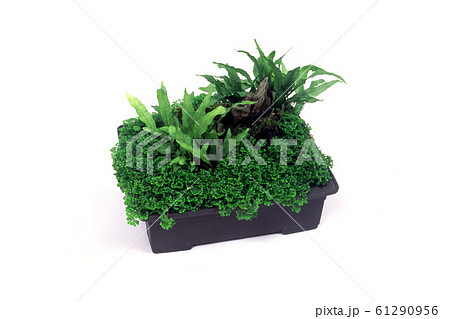 水草盆栽 61290956