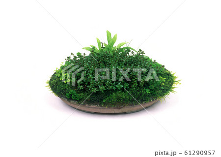 水草盆栽 61290957