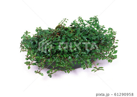 水草盆栽 61290958