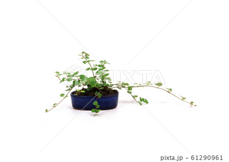 水草盆栽 61290961