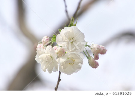 桜（白妙） 61291029