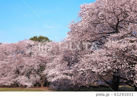 砧公園の桜 61291031