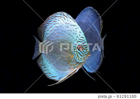 寄り添うディスカス 61291100