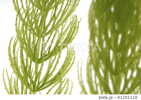 水草の葉のアップ 水草の葉のアップ 61291110