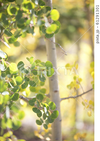 アスペンの木 61291301