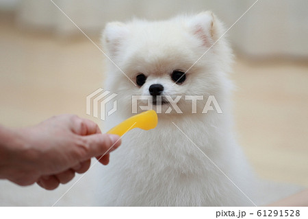 ポメラニアンにおやつをあげるシニアの女性の手 61291528