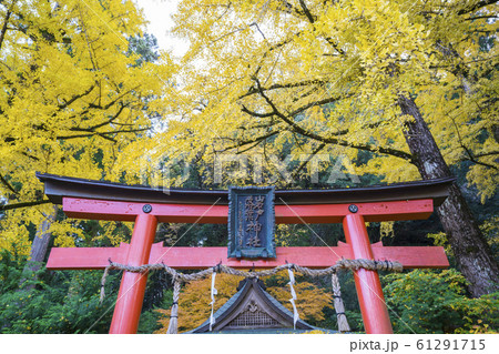 京都 岩戸落葉神社(いわとおちばじんじゃ)の銀杏 京都 岩戸落葉神社(いわとおちばじんじゃ)の銀杏 61291715