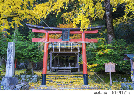 京都 岩戸落葉神社(いわとおちばじんじゃ)の銀杏 京都 岩戸落葉神社(いわとおちばじんじゃ)の銀杏 61291717