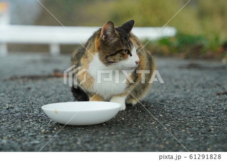 猫・野良猫・三毛猫・美人三毛・22020・一月・雨模様・食べる 猫・野良猫・三毛猫・美人三毛・22020・一月・雨模様・食べる 61291828