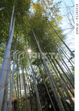 東京都墨田区　向島百花園　竹林　 61292018