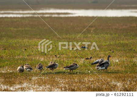 Greylag goose flock playing in open grass field and wetland of keoladeo national park or bird sanctuary, bharatpur, rajasthan, india - Anser anser 61292111