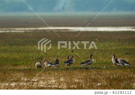 Greylag goose flock playing in open grass field and wetland of keoladeo national park or bird sanctuary, bharatpur, rajasthan, india - Anser anser 61292112