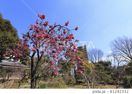 東京都墨田区 向島百花園 緋寒桜 東京都墨田区 向島百花園 緋寒桜 61292332