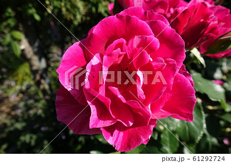 バラ 薔薇 ばら ピンク バラ 薔薇 ばら ピンク 61292724