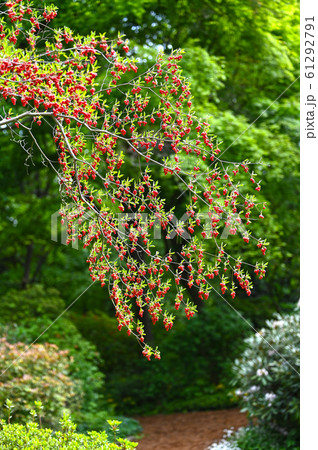 紅ドウダンツツジ 赤城自然園 の写真素材